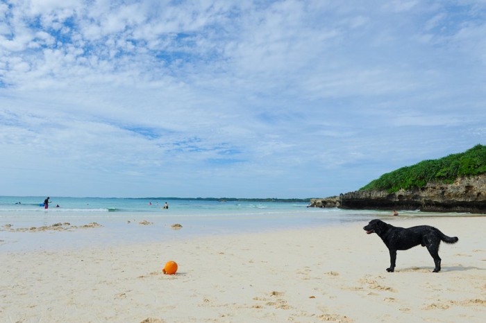 沖縄の海と犬