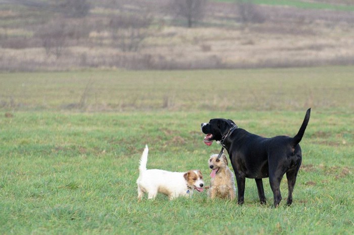 ジャックラッセルテリアと2頭の犬