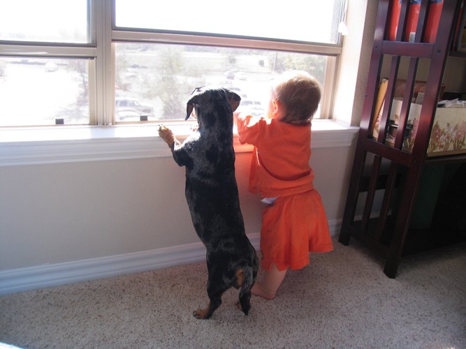 立って窓の外を眺める犬と赤ちゃん