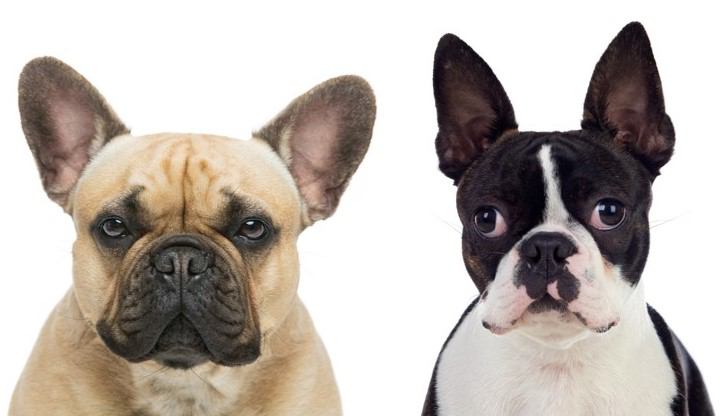 フレンチブルドッグとボストンテリアは似て非なる犬種