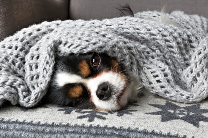 毛布に包まれている犬