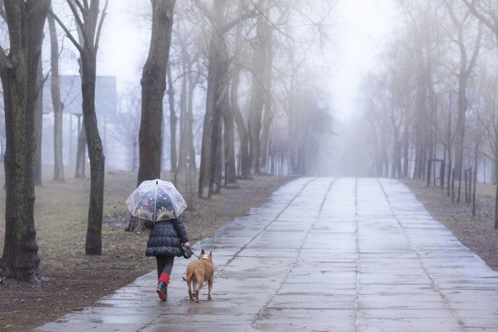 雨の中歩く人と犬