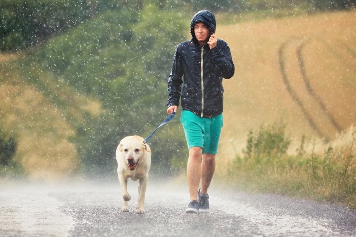 土砂降りの中を散歩する男性と犬