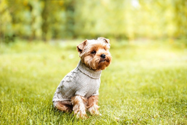 芝生に座る服を着た犬