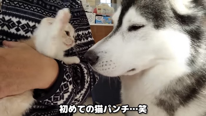 子猫に猫パンチされるハスキー犬