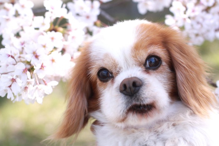 桜を背景にこちらを見つめている老犬