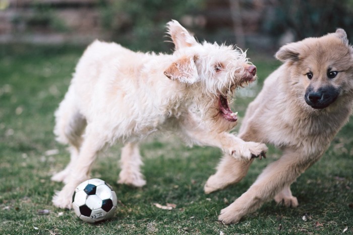 サッカーボール、ガウガウする犬と避ける犬