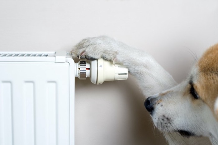 暖房器具に前足で触れる犬