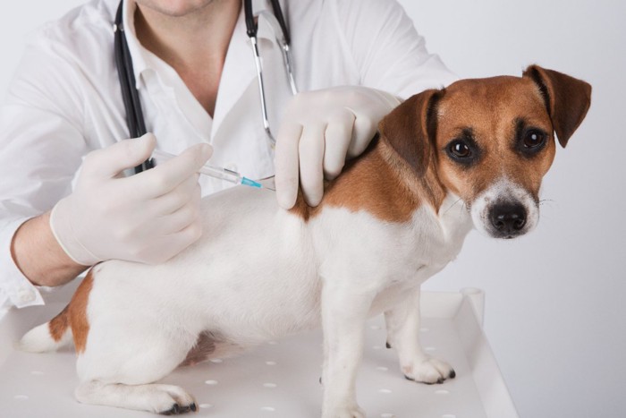 ワクチン接種される犬