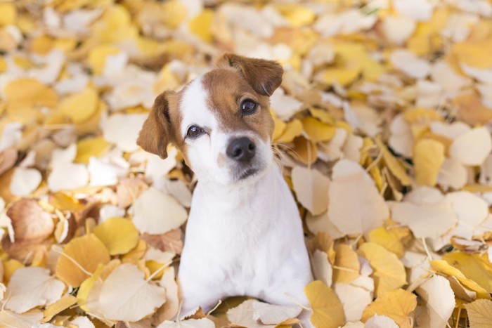 黄色い落ち葉の中の犬