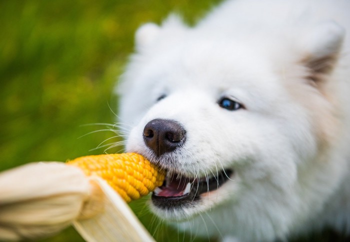 とうもろこしを噛む白い犬