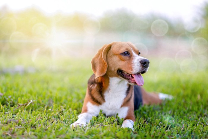 芝生に伏せる笑顔のビーグル犬