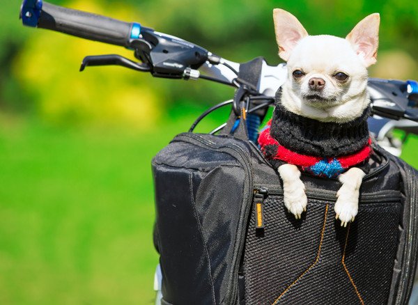 犬と安全に自転車に乗るための注意点