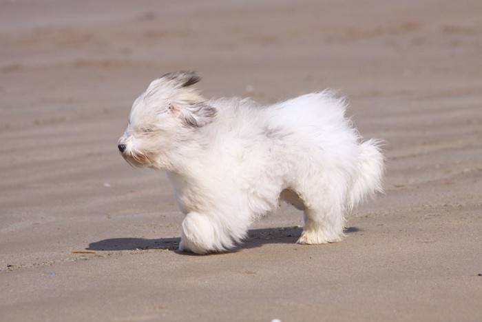 風に吹かれて砂浜を歩く長毛の犬
