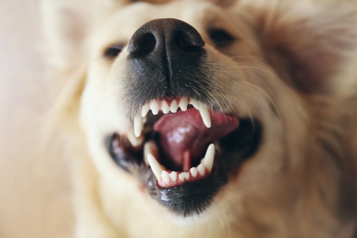 歯を見せている犬