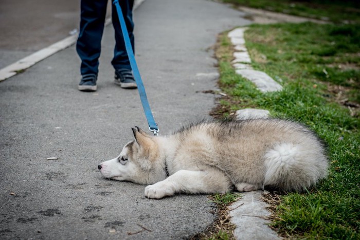 散歩中に立ち止まってしまったハスキーの子犬