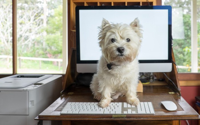 パソコンの前に座る犬
