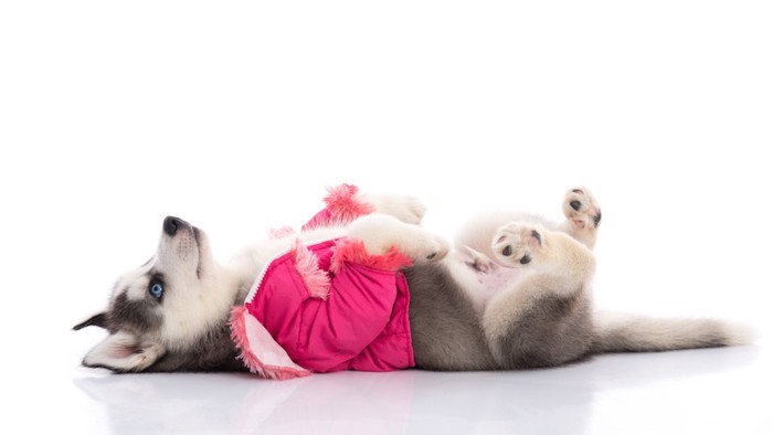 服を着て仰向けに寝転がるハスキー犬のパピー