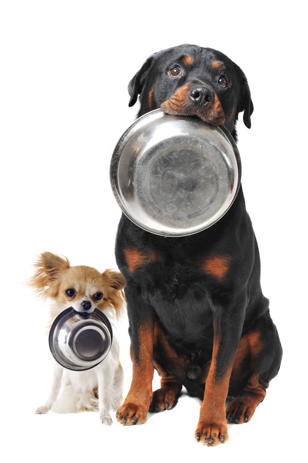 大きな犬と小さな犬がお皿をくわえている