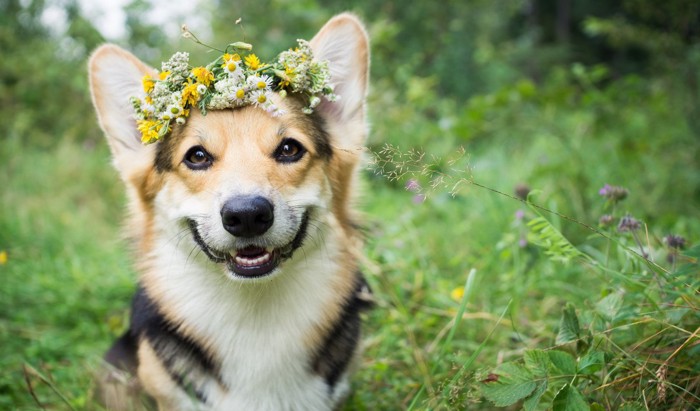 笑顔で花冠をつける犬