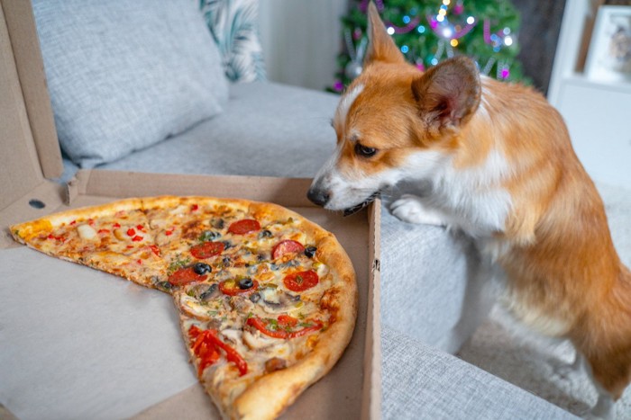ピザを見ているコーギー