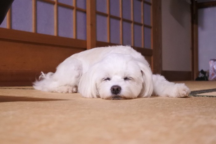 眠る白い犬