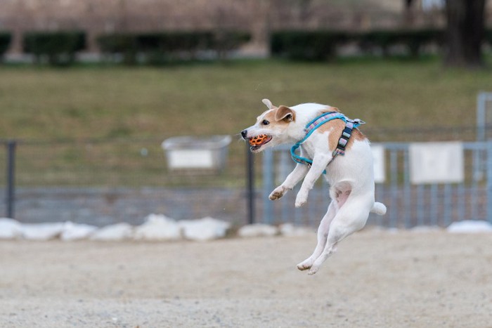 ジャンプしてボールをキャッチする犬