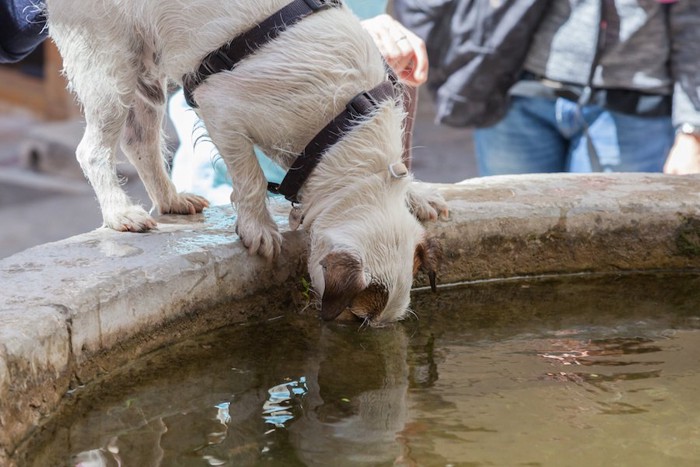 公園で水を飲む犬