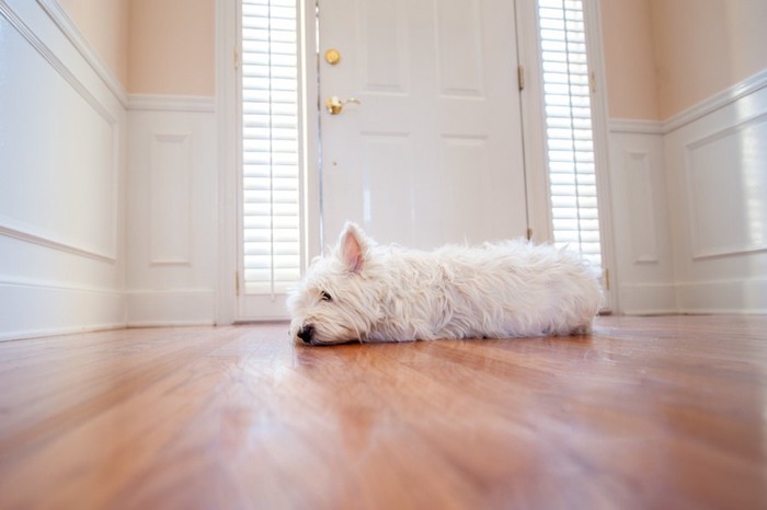 扉の前で寝ている白い犬