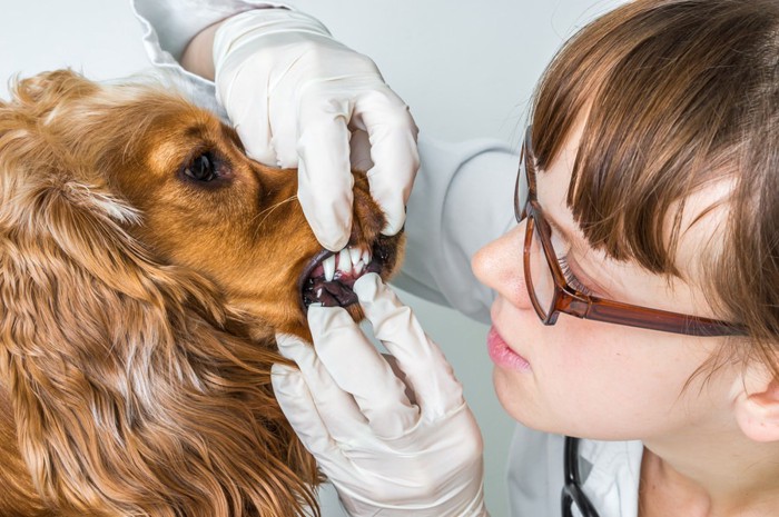 歯の診察を受ける犬とメガネの女性