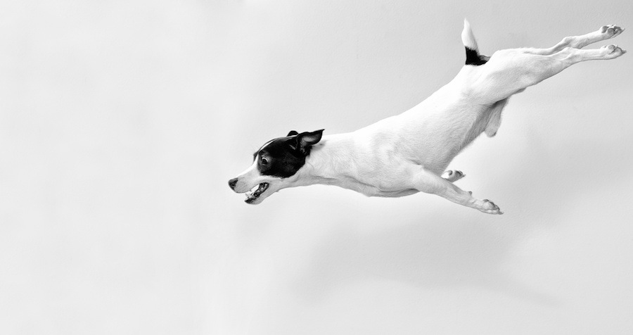 飛び降りる白い犬