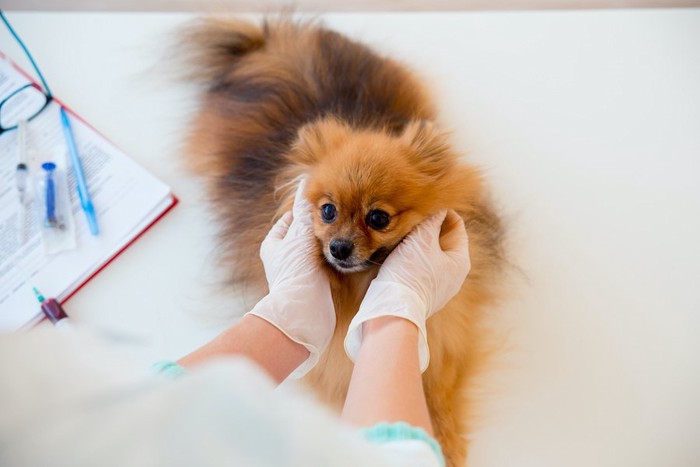 獣医師の診察を受ける犬