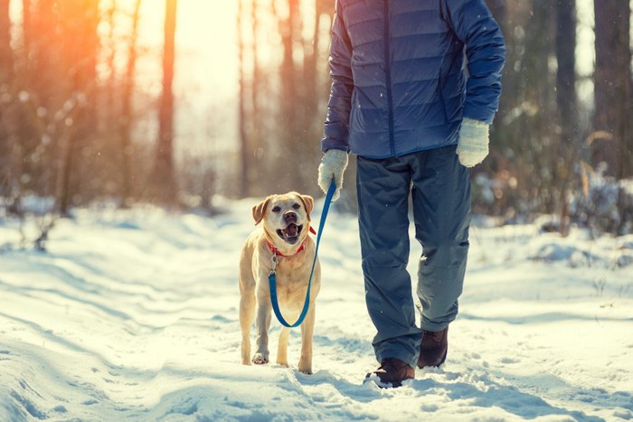 雪道を飼い主と散歩する犬