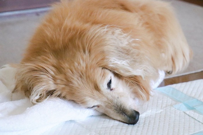 トイレシーツの横で眠る老犬