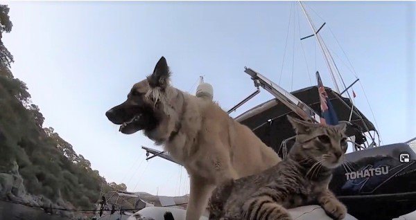 船上の犬と猫