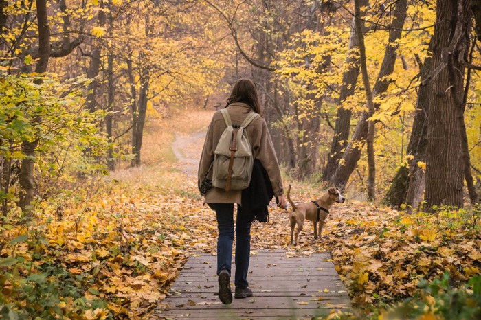 紅葉した森の中を歩く飼い主さんと犬