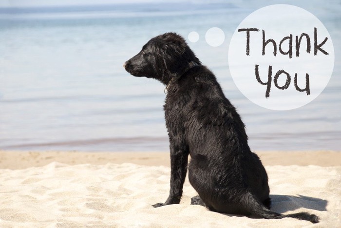 “Thank you”の吹き出しと黒い犬