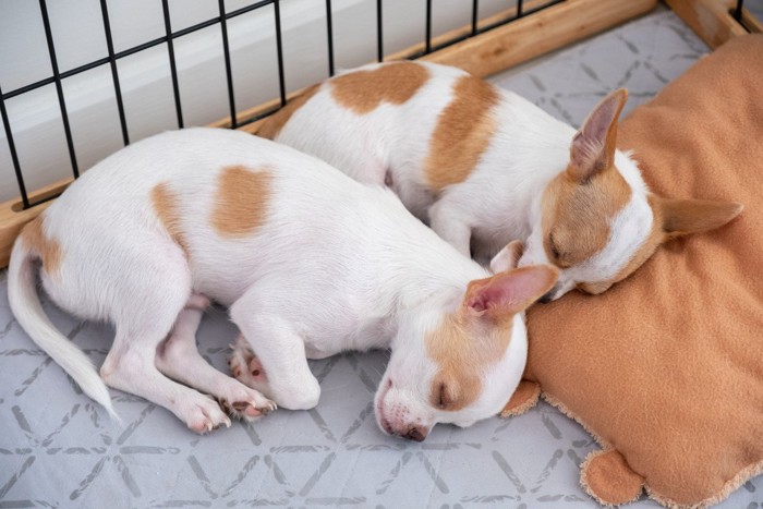 ケージの中で眠る2匹の子犬