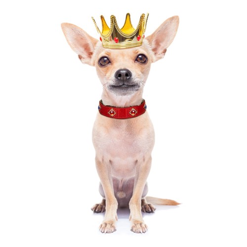 王冠をかぶった小型犬