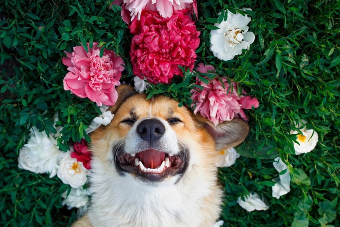 花と犬