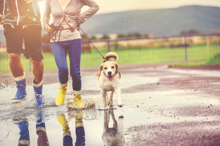 雨の日 カップルと犬の散歩
