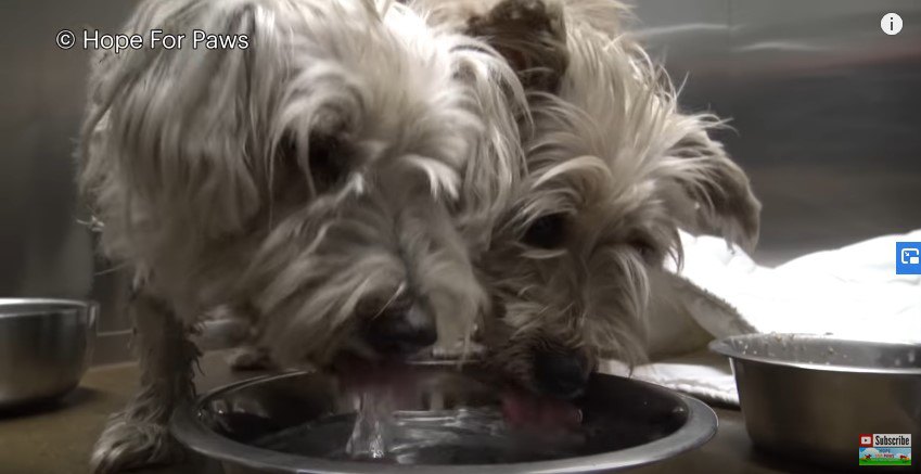 仲良く水を飲む2匹の犬