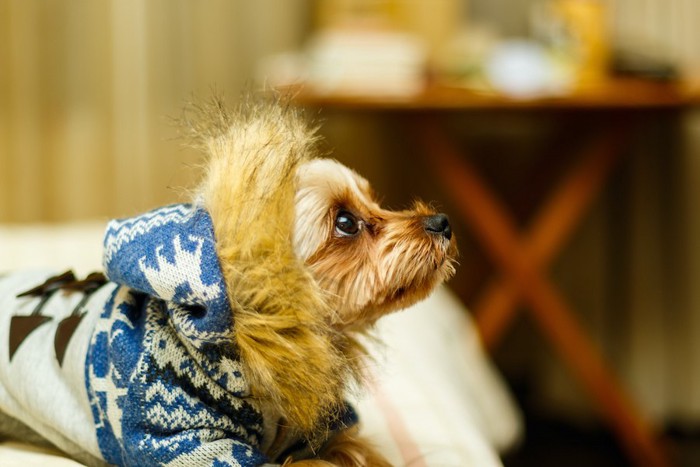暖かそうな冬服を着ている犬