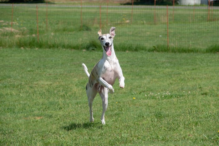 笑顔で芝生の上を飛び跳ねる犬