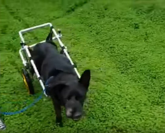 車輪をつけ草地を歩く犬