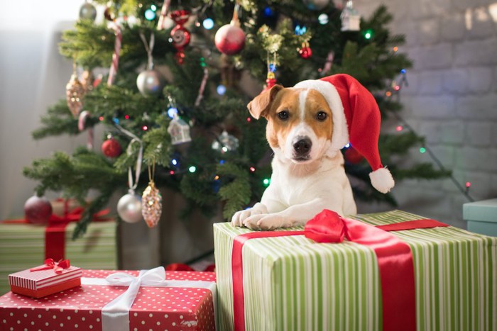 クリスマスツリーの前に置かれたプレゼントとサンタの帽子を被った犬