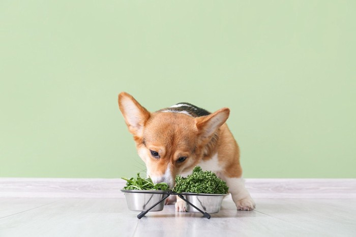 犬の食器に緑の野菜とコーギー