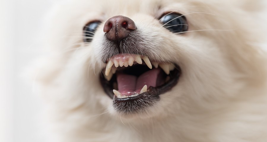 歯をむき出している白い犬のアップ