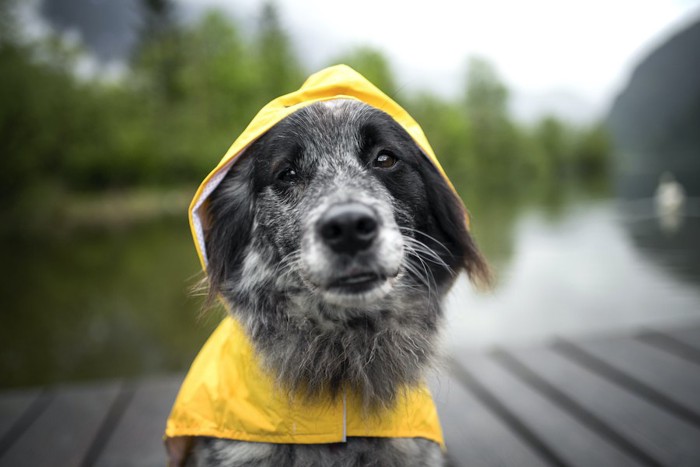 黄色いレインコートを着る犬