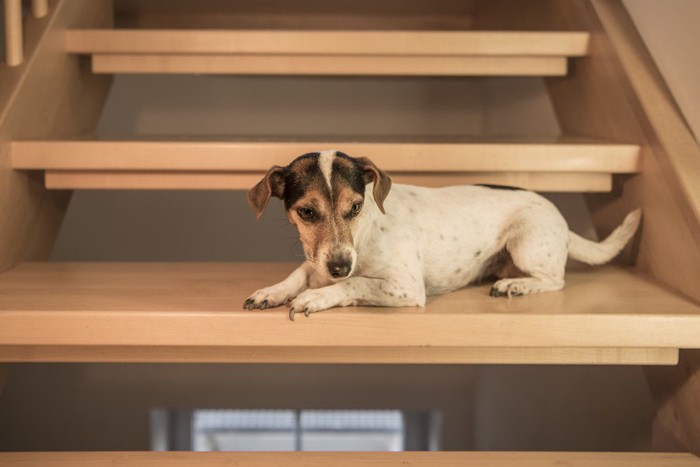 階段で伏せる犬
